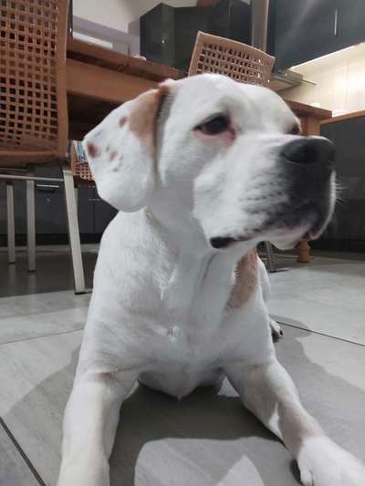 Hundetreffen-Auch die "Alten" wollen spielen-Bild