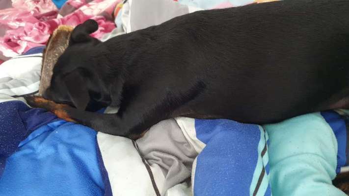 Wo sind die Zwergpinscher?-Beitrag-Bild