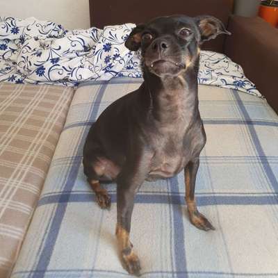 Hundetreffen-Treffen zum gemeinsammen gassi  Markgröningen  oder auch wo wir mit den Öffentlichen gut hin kommen-Bild