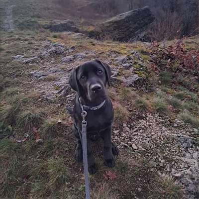 Hundetreffen-Hundetreffen-Bild