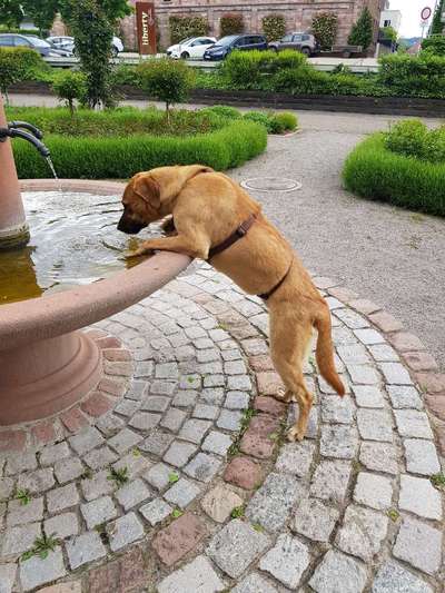 Dogorama-Monats-Challenge-Mai "Wasser"-Beitrag-Bild