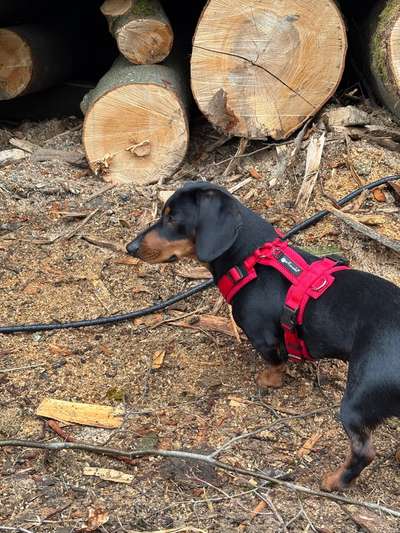 Hundetreffen-Spiel- oder Gassirunde-Bild