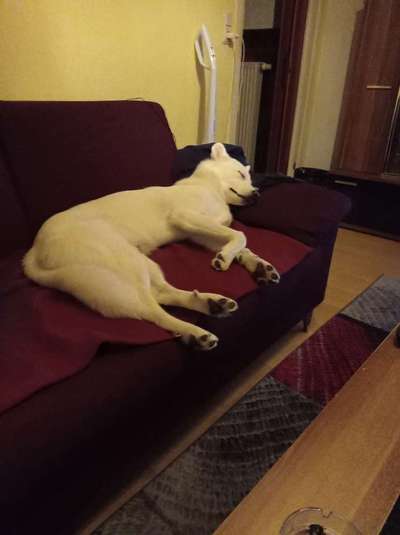 Schäferhund-Beitrag-Bild