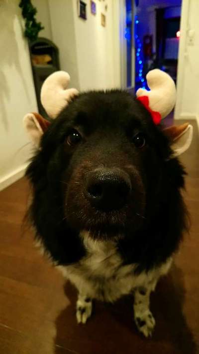 Challenge Nr. 8  Dein Hund im Weihnachtslook-Beitrag-Bild