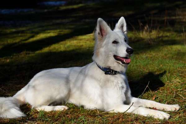 Deutsche Schäferhunde, Belgische Schäferhunde.-Beitrag-Bild