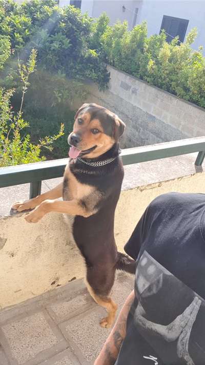 Mischlinge raten - Rätselspaß-Beitrag-Bild