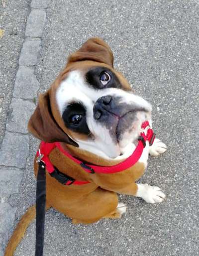 Die Dogorama Kalender Challenge Titelbild-Beitrag-Bild