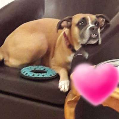 Unsere Fellnasen im Regenbogenland-Beitrag-Bild