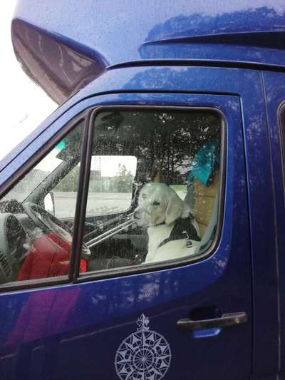 Als Welpen sind sie alle noch süßer-Beitrag-Bild