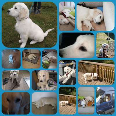 Als Welpen sind sie alle noch süßer-Beitrag-Bild