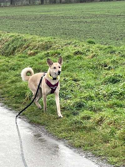 Kanaan Hund/ Canaan Dog / Carolina Dog-Beitrag-Bild