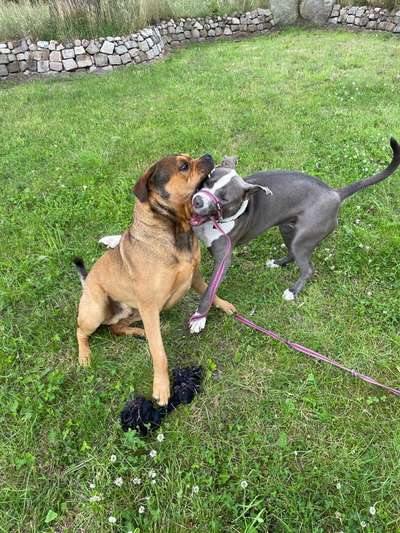 Lustigsten Bilder-Beitrag-Bild