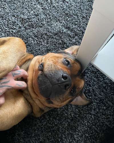 Lustigsten Bilder-Beitrag-Bild