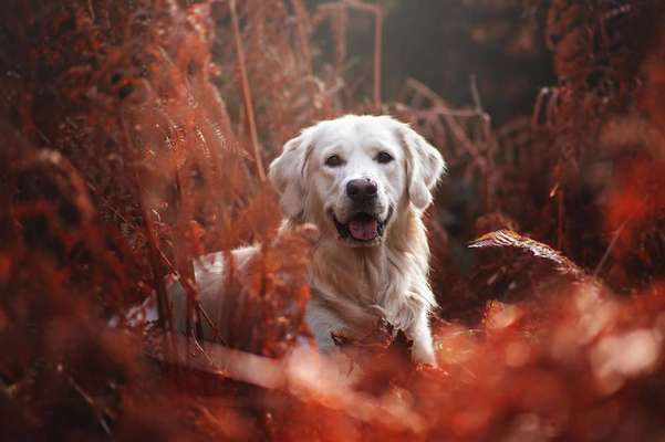 Tierfotografen-Eddy Photography-Bild