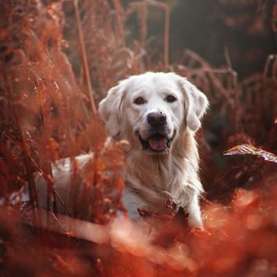 Giftköder-Hundeshooting - Pakete-Bild