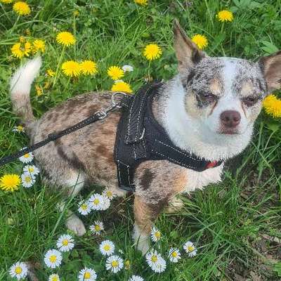 Suchmeldung-Milow-Bild