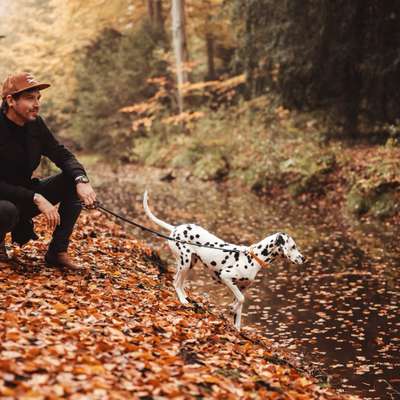 Hundetreffen-Social Walk im Bürgerpark oder am Unisee-Bild