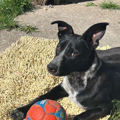 Hundetreffen-Training (Hundebegnung, Konzentration, Grundkomandos unter verschiedenen Umständen)-Bild