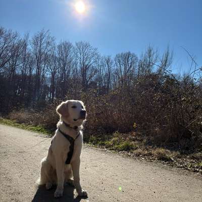 Hundetreffen-Gassirunde-Bild