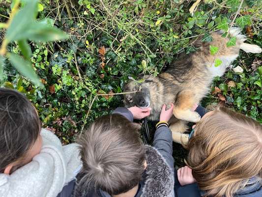 TierschutzhundeStammtisch🐕-Beitrag-Bild