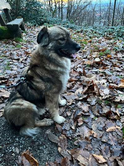 TierschutzhundeStammtisch🐕-Beitrag-Bild