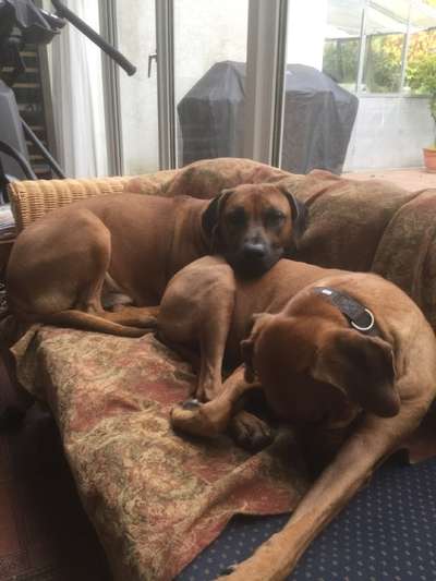 Rhodesian Ridgeback-Beitrag-Bild