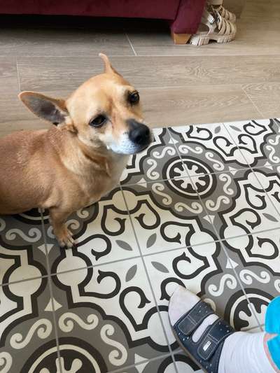 TierschutzhundeStammtisch🐕-Beitrag-Bild