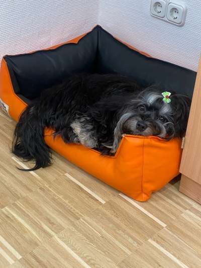 🐶 Sind Bürohunde jetzt VERBOTEN?! 😱-Beitrag-Bild