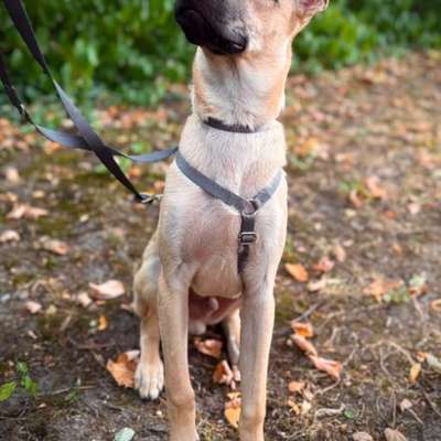 Hundetreffen-Hundetreffen/ Gassirunden und Spielfreunde-Bild