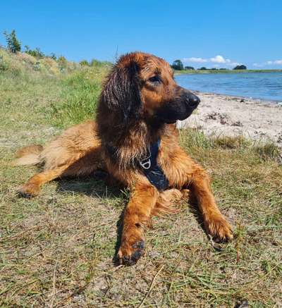 Hovawart-Beitrag-Bild