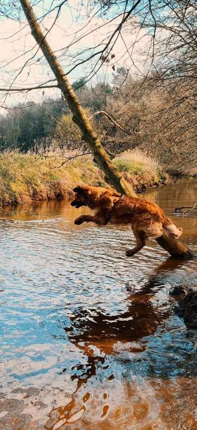 Hovawart-Beitrag-Bild