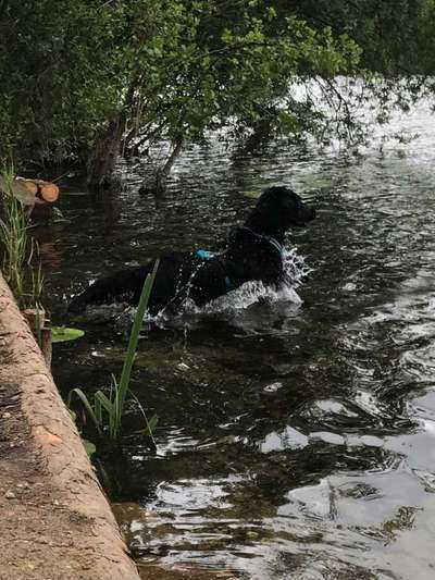 Seltene Rassen!-Beitrag-Bild