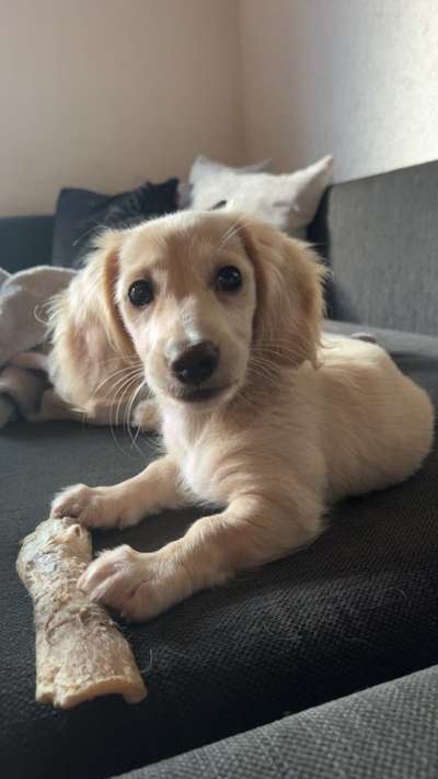 Hundetreffen-Welpentreffen-Bild