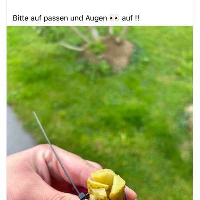 Giftköder-Giftköder-Bild