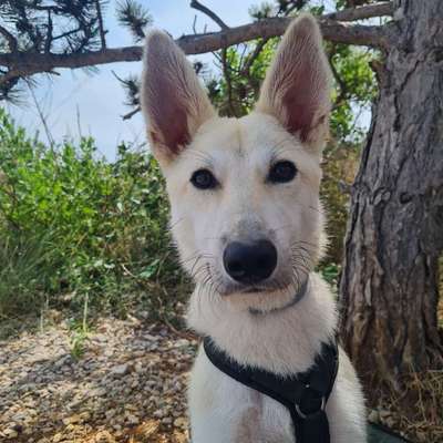 Hundetreffen-Hundefreunde in Fürth für gemeinsame Aktivitäten gesucht-Bild