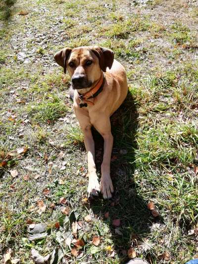 TierschutzhundeStammtisch🐕-Beitrag-Bild