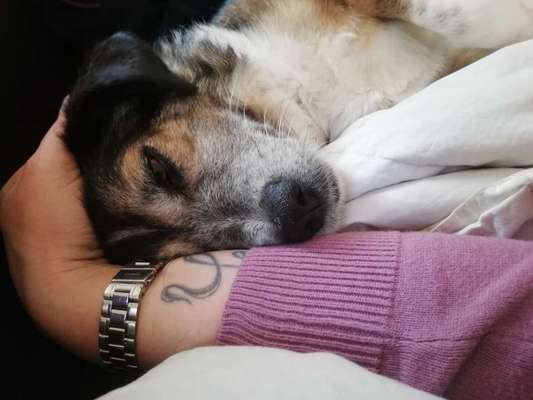 TierschutzhundeStammtisch🐕-Beitrag-Bild