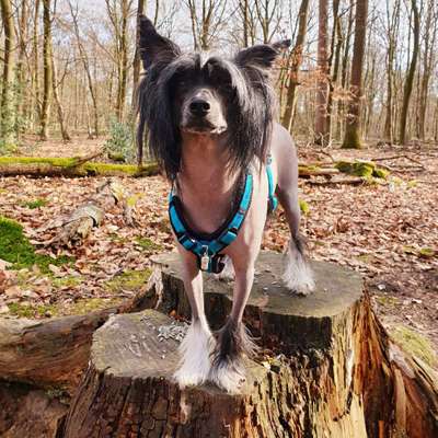 Hundetreffen-Waldspaziergang am Soldatengrab in Hünxe-Bild