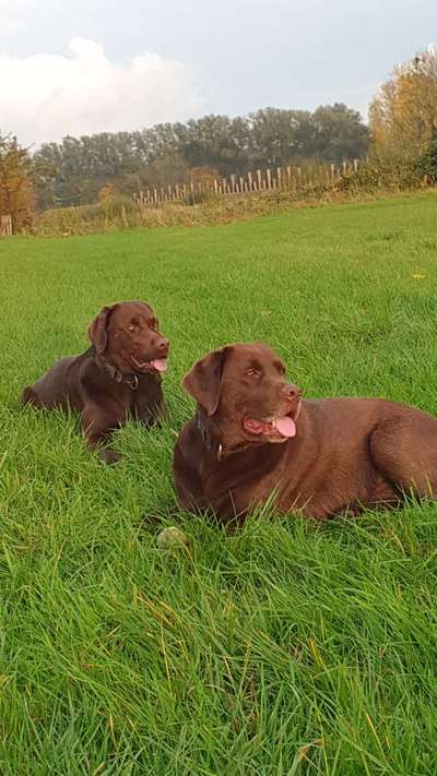 Labradorfans-Beitrag-Bild