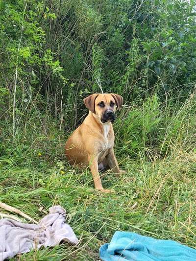 Mischlingshunde Foto Aufruf-Beitrag-Bild