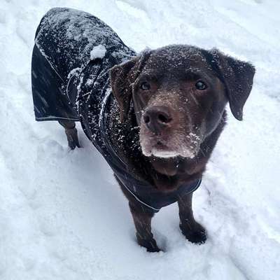 Suchmeldung-Cesar-Bild