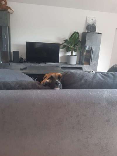 Dogorama Photo Challenge - Tarnung ist alles-Beitrag-Bild