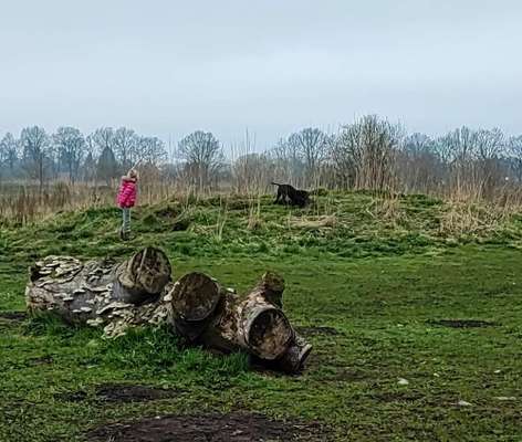 Hundeauslaufgebiet-Hartenholm-Bild