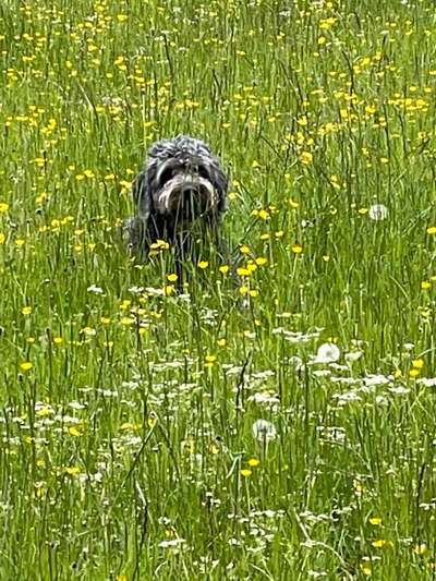 Die Dogorama Monats Challenge "Es grünt und blüht"-Beitrag-Bild