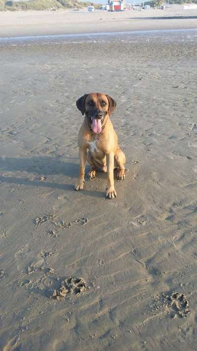 Rhodesian Ridgeback-Beitrag-Bild