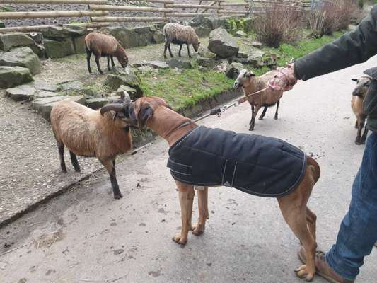 Rhodesian Ridgeback-Beitrag-Bild