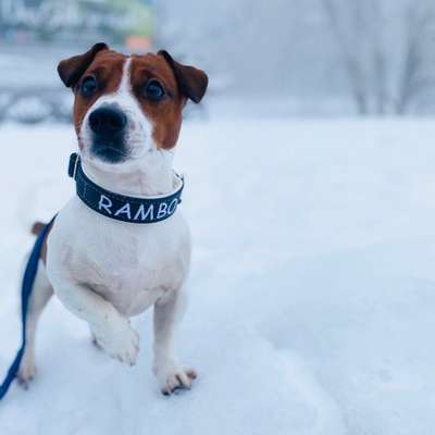 Hundetreffen-Gassi & Spielrunde🐶-Bild