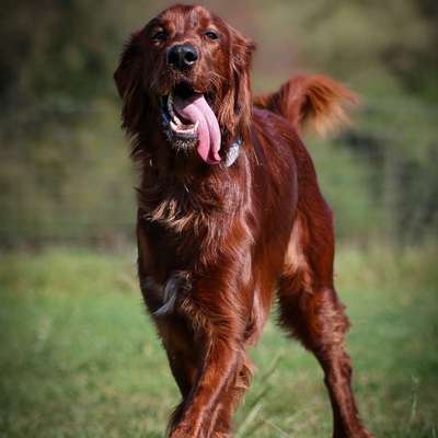 Hundetreffen-Spiel und Gassi-Bild