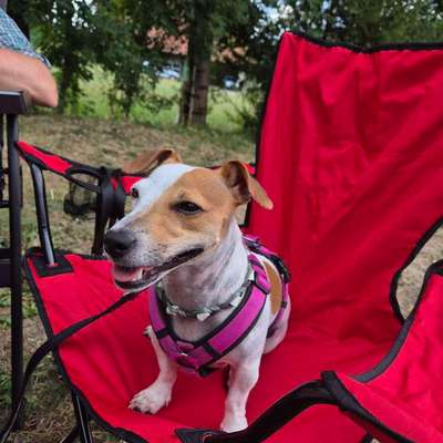 Hundetreffen-Spielrunde für Vaiana-Bild