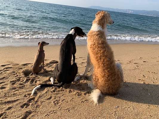 Die Dogorama Wochen Challenge-Beitrag-Bild